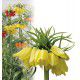 COURONNE IMPERIALE JAUNE