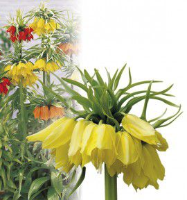 COURONNE IMPERIALE JAUNE
