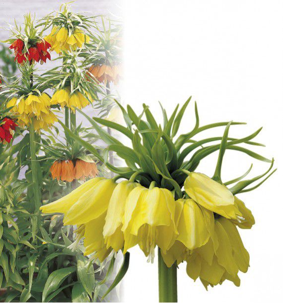 COURONNE IMPERIALE JAUNE