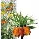 COURONNE IMPERIALE ORANGE