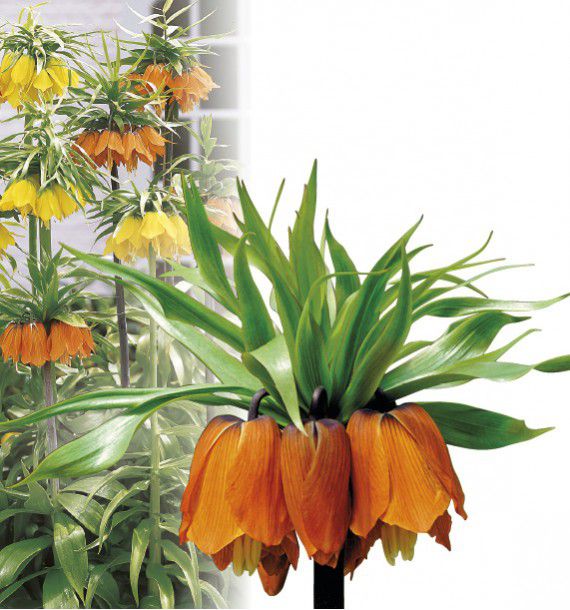 COURONNE IMPERIALE ORANGE
