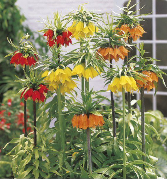 COLIBRIANT 3 COURONNES IMPERIALES