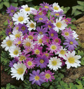 ANÉMONE BLANDA EN MÉLANGE