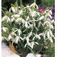 PERCE NEIGE SIMPLE
