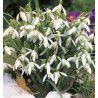 PERCE NEIGE SIMPLE