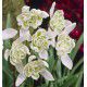 PERCE NEIGE DOUBLE