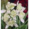 PERCE NEIGE DOUBLE