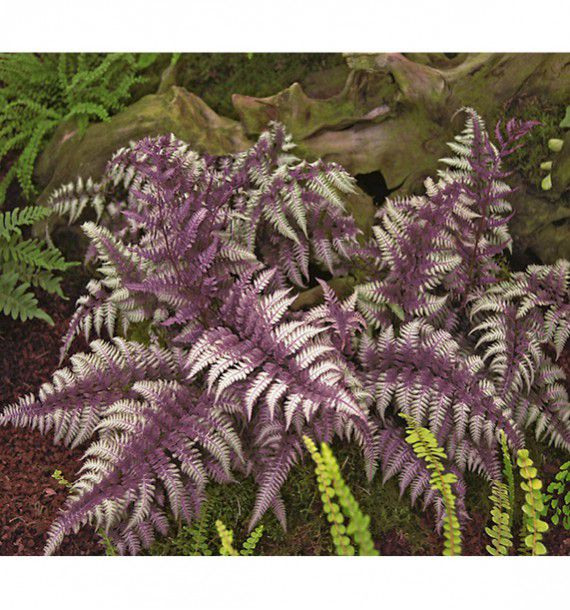 FOUGERE DU JAPON BURGUNDY LACE®
