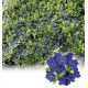 PERVENCHE TEMPTATION A FLEURS DOUBLES