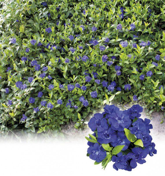 PERVENCHE TEMPTATION A FLEURS DOUBLES