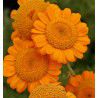 ANTHEMIS SANCTI-JOHANNIS