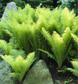FOUGERE PLUME D'AUTRUCHE