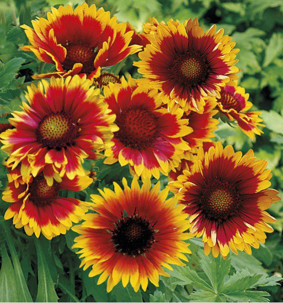 Gaillarde