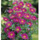 ANEMONE DU JAPON PAMINA