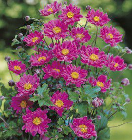 ANEMONE DU JAPON PAMINA