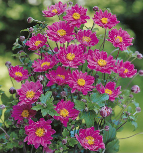 ANEMONE DU JAPON PAMINA