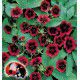 POTENTILLE MONARCHS VELVET®