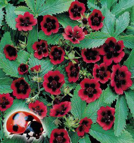 POTENTILLE MONARCHS VELVET®