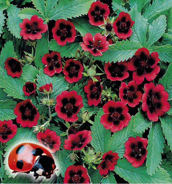 POTENTILLE MONARCHS VELVET®