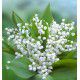 MUGUET BLANC