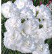 OEILLET ANGLAIS BLANCHE D'ANJOU