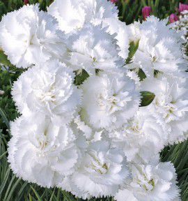 Oeillet Anglais Blanche Danjou