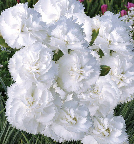 OEILLET ANGLAIS BLANCHE D'ANJOU