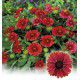 GAILLARDE NAINE RED SHADES