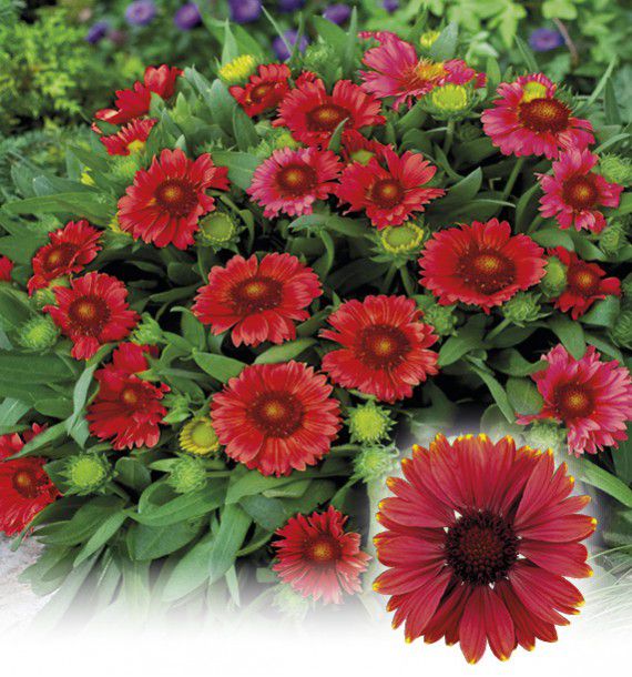 GAILLARDE NAINE RED SHADES