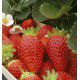FRAISIER MARIGUETTE® COV Marionnet99