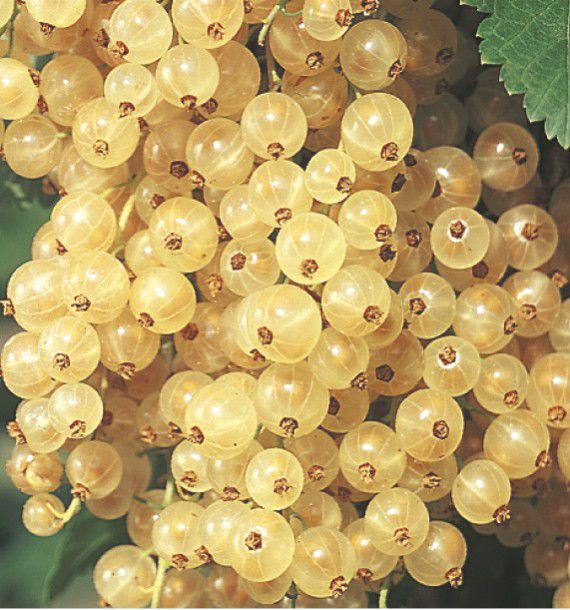GROSEILLIER A GRAPPES BLANKA