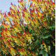 MINA LOBATA "PLUMES D'INDIEN"