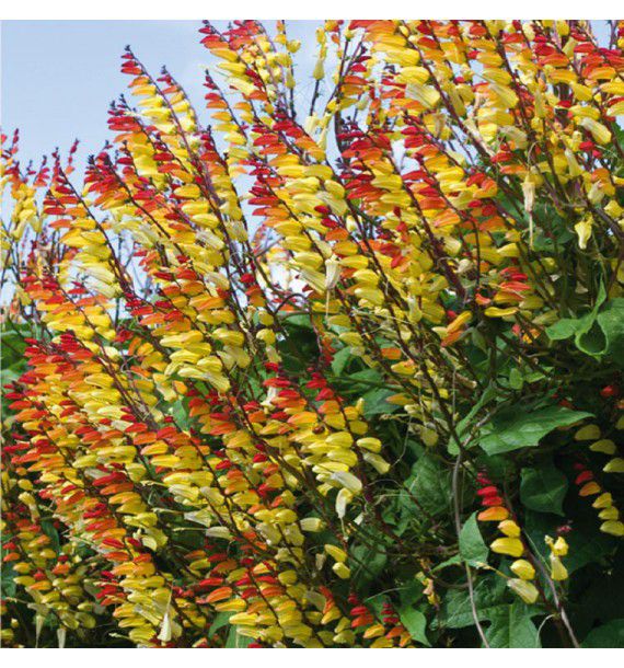 MINA LOBATA "PLUMES D'INDIEN"