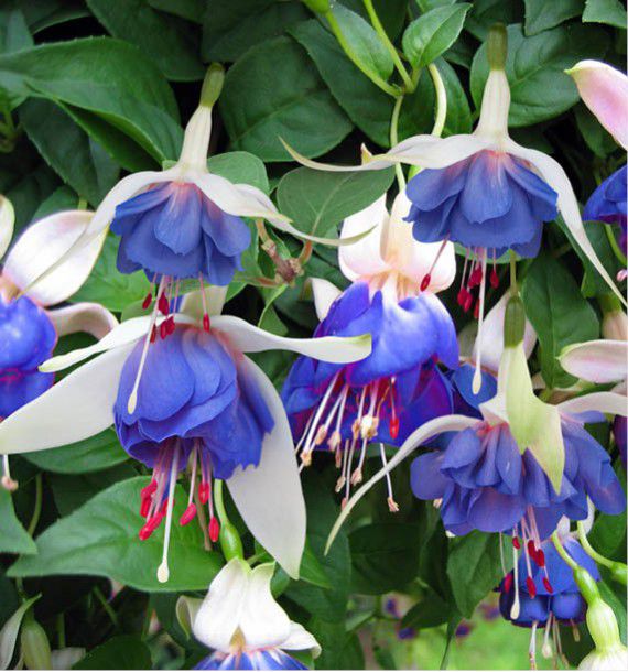 comment planter fuchsia