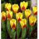 TULIPE KAUFMANNIANA STRESA