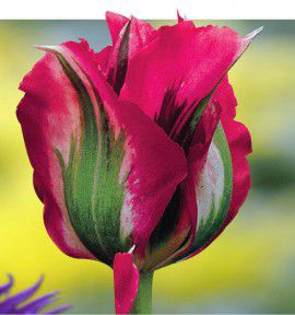 TULIPE VIRIDIFLORA DOLL’S MINUET