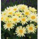 MARGUERITE BANANA CREAM