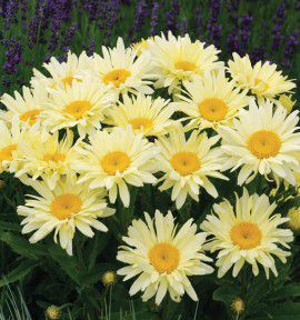 MARGUERITE BANANA CREAM