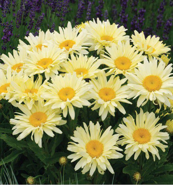 MARGUERITE BANANA CREAM
