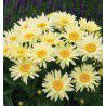 MARGUERITE BANANA CREAM