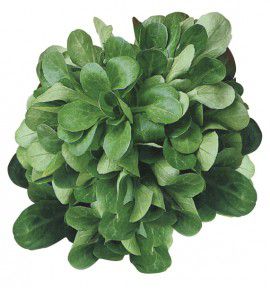 MACHE VERTE DE CAMBRAI