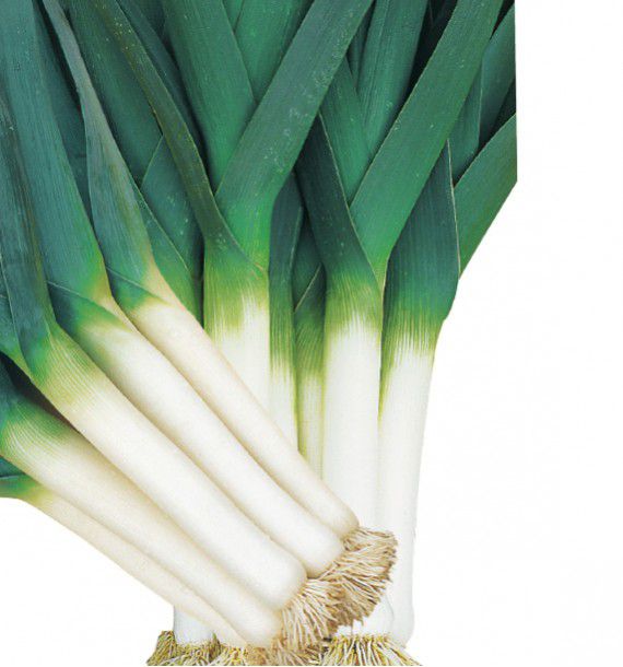 POIREAU BLEU DE SOLAISE