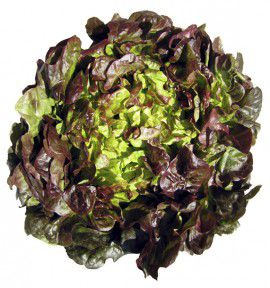 LAITUE D'HIVER ROUGETTE DE MONTPELLIER