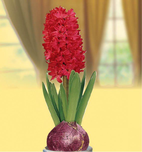 JACINTHE PARFUMEE ROUGE