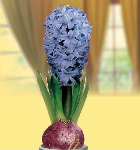 Jacinthe Bleue Plante En Ligne Jacinthe Bleue Plante En Ligne