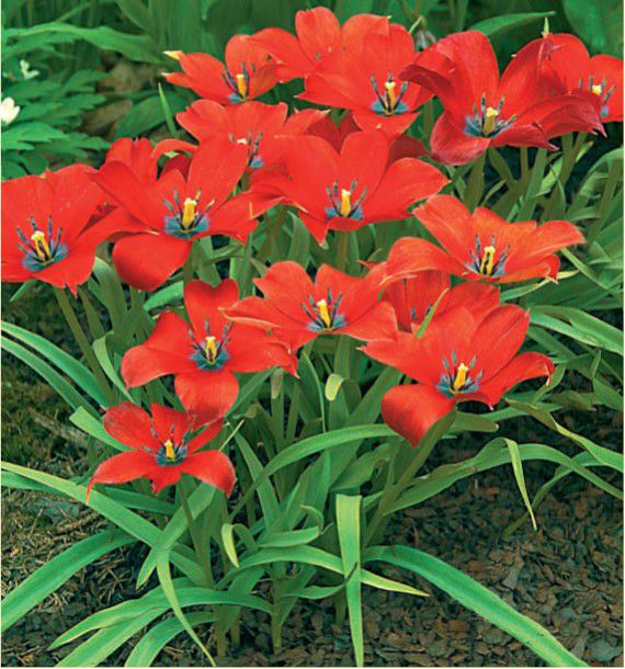 TULIPE LINIFOLIA