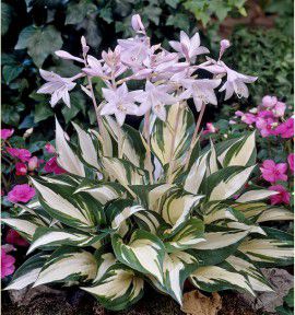 HOSTA FIRE AND ICE