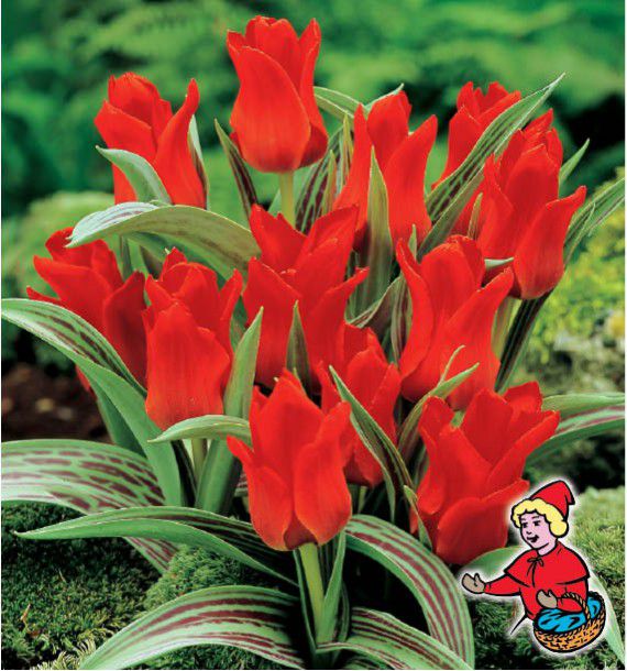 Tulipe Botanique Greigii Chaperon Rouge Plante En Ligne Tulipe Botanique Greigii Chaperon Rouge Plante En Ligne
