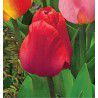 TULIPE SUPER DARWIN APELDOORN