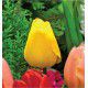 TULIPE SUPER DARWIN GOLDEN APELDOORN